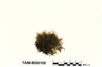 藏品(梳苔)的圖片